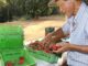 Finep vai pagar R$ 220 milhões para inovações em agricultura familiar