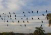 Foto de pássaros em fios elétricos vira sinfonia premiada em Cannes Foto de pássaros em fios elétricos vira sinfonia premiada em Cannes