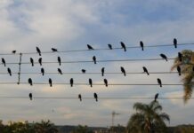 Foto de pássaros em fios elétricos vira sinfonia premiada em Cannes Foto de pássaros em fios elétricos vira sinfonia premiada em Cannes