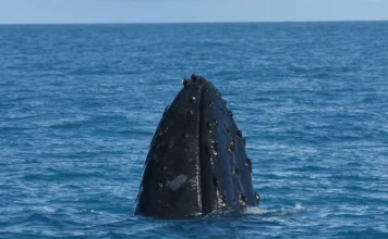 Salvador ganha novo ponto de observação de baleias jubartes Salvador ganha novo ponto de observação de baleias jubartes