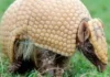 Mascote da Copa, tatu-bola continua ameaçado e terá plano de proteção Mascote da Copa, tatu-bola continua ameaçado e terá plano de proteção