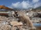 Sobe para 2.595 número de mortos em terremotos na Venezuela
