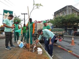 Prefeitura Replanta árvores Em área Alvo De Vandalismo No Comércio