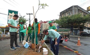 Prefeitura Replanta árvores Em área Alvo De Vandalismo No Comércio