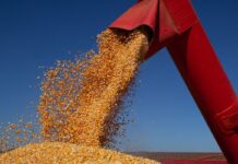 IBGE prevê safra de 347,4 milhões de toneladas para 2026