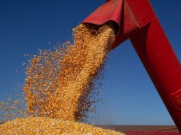 IBGE prevê safra de 347,4 milhões de toneladas para 2026