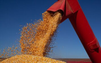 IBGE prevê safra de 347,4 milhões de toneladas para 2026