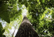 Falta de água pode prejudicar mais as plantas do que o calor Falta de água pode prejudicar mais as plantas do que o calor