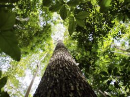 Falta de água pode prejudicar mais as plantas do que o calor Falta de água pode prejudicar mais as plantas do que o calor