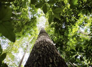 Falta de água pode prejudicar mais as plantas do que o calor Falta de água pode prejudicar mais as plantas do que o calor