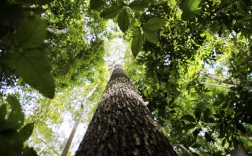 Falta de água pode prejudicar mais as plantas do que o calor Falta de água pode prejudicar mais as plantas do que o calor