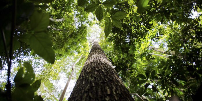 Falta de água pode prejudicar mais as plantas do que Falta de água pode prejudicar mais as plantas do que o calor