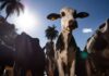 Parceiro estratégico, Marrocos suspende tarifa de importação de carnes Parceiro estratégico, Marrocos suspende tarifa de importação de carnes