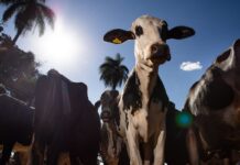 Parceiro estratégico, Marrocos suspende tarifa de importação de carnes Parceiro estratégico, Marrocos suspende tarifa de importação de carnes