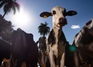 Parceiro estratégico, Marrocos suspende tarifa de importação de carnes Parceiro estratégico, Marrocos suspende tarifa de importação de carnes