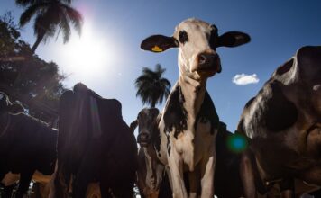 Parceiro estratégico, Marrocos suspende tarifa de importação de carnes Parceiro estratégico, Marrocos suspende tarifa de importação de carnes
