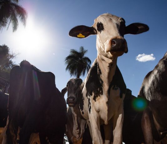 Parceiro estratégico, Marrocos suspende tarifa de importação de carnes Parceiro estratégico, Marrocos suspende tarifa de importação de carnes