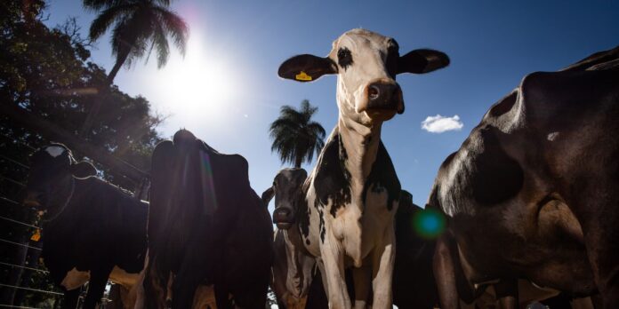 Parceiro estratégico, Marrocos suspende tarifa de importação de carnes Parceiro estratégico, Marrocos suspende tarifa de importação de carnes