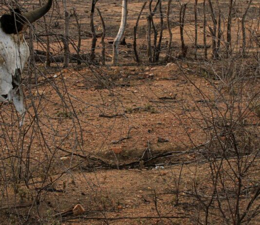 COP 17 sobre desertificação inicia na Mongólia COP 17 sobre desertificação inicia na Mongólia