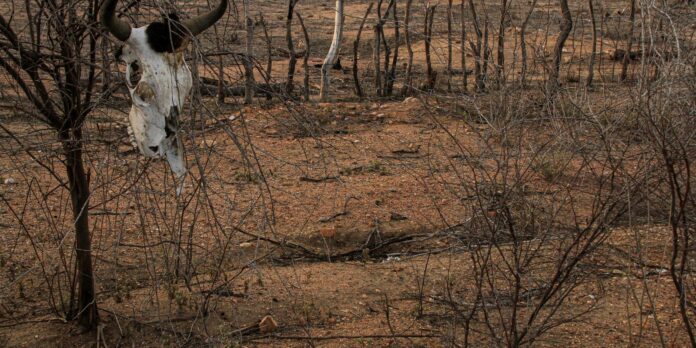 COP 17 sobre desertificação inicia na Mongólia COP 17 sobre desertificação inicia na Mongólia