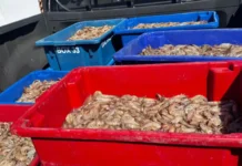 Ceará inicia força-tarefa de fiscalização na criação de camarão Ceará inicia força-tarefa de fiscalização na criação de camarão