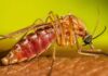 Brasil confirma primeiros casos do ano de Febre do Nilo Ocidental Brasil confirma primeiros casos do ano de Febre do Nilo Ocidental