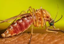 Brasil confirma primeiros casos do ano de Febre do Nilo Ocidental Brasil confirma primeiros casos do ano de Febre do Nilo Ocidental