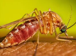 Brasil confirma primeiros casos do ano de Febre do Nilo Ocidental Brasil confirma primeiros casos do ano de Febre do Nilo Ocidental