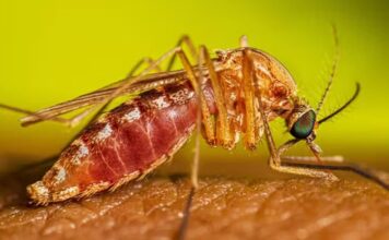 Brasil confirma primeiros casos do ano de Febre do Nilo Ocidental Brasil confirma primeiros casos do ano de Febre do Nilo Ocidental