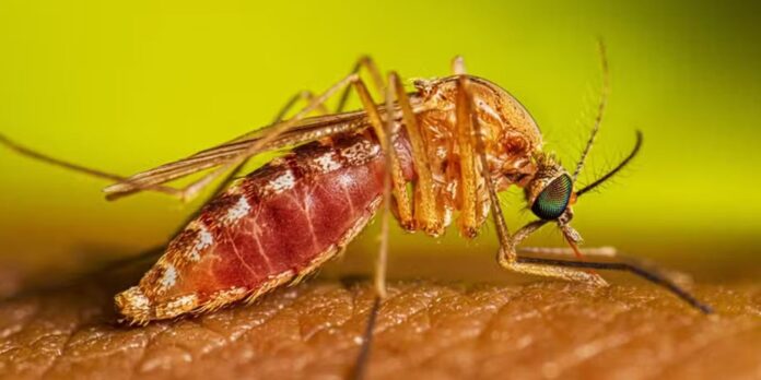 Brasil confirma primeiros casos do ano de Febre do Nilo Brasil confirma primeiros casos do ano de Febre do Nilo Ocidental