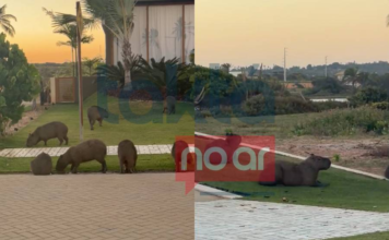 Jardim Diferenciado? Capivaras São Flagradas Em Condomínio De Luxo Na Bahia