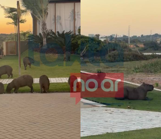 Jardim Diferenciado? Capivaras São Flagradas Em Condomínio De Luxo Na Bahia