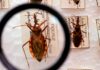 Projeto Cuida Chagas da Fiocruz faz busca casos de infecções de bebês Projeto Cuida Chagas da Fiocruz faz busca casos de infecções de bebês