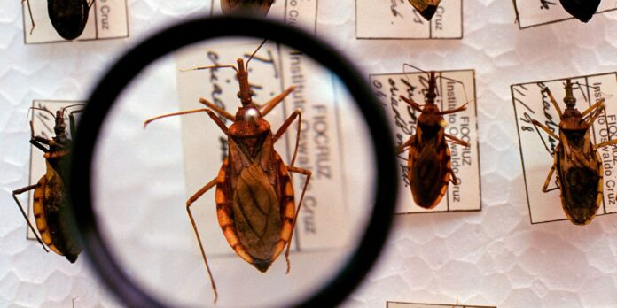 Projeto Cuida Chagas da Fiocruz faz busca casos de infecções Projeto Cuida Chagas da Fiocruz faz busca casos de infecções de bebês