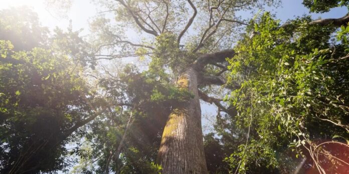 El Niño intensifica calor e reduz chuva em área preservada El Niño intensifica calor e reduz chuva em área preservada na Amazônia