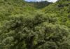 Um quarto da Mata Atlântica é de vegetação secundária, diz MapBiomas Um quarto da Mata Atlântica é de vegetação secundária, diz MapBiomas