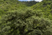 Um quarto da Mata Atlântica é de vegetação secundária, diz MapBiomas Um quarto da Mata Atlântica é de vegetação secundária, diz MapBiomas