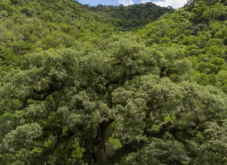 Um quarto da Mata Atlântica é de vegetação secundária, diz MapBiomas Um quarto da Mata Atlântica é de vegetação secundária, diz MapBiomas