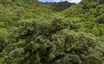 Um quarto da Mata Atlântica é de vegetação secundária, diz MapBiomas Um quarto da Mata Atlântica é de vegetação secundária, diz MapBiomas