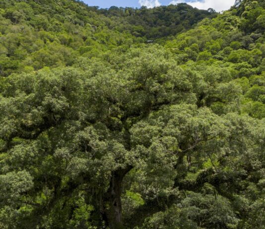 Um quarto da Mata Atlântica é de vegetação secundária, diz MapBiomas Um quarto da Mata Atlântica é de vegetação secundária, diz MapBiomas