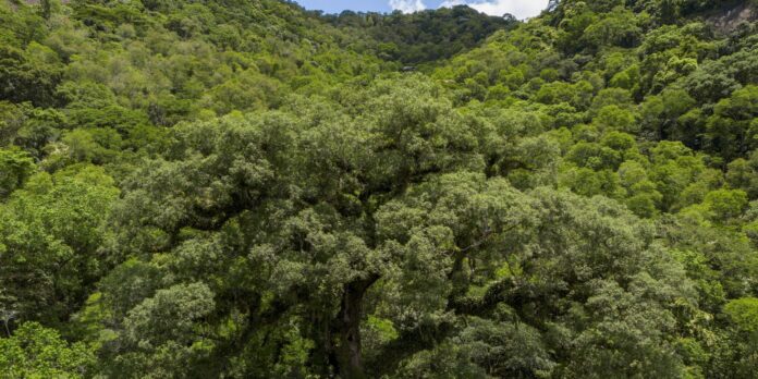 Um quarto da Mata Atlântica é de vegetação secundária, diz Um quarto da Mata Atlântica é de vegetação secundária, diz MapBiomas