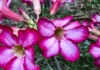 Primavera começa às 21h05 com previsão de calor acima da média Primavera começa às 21h05 com previsão de calor acima da média