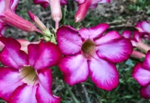 Primavera começa às 21h05 com previsão de calor acima da média Primavera começa às 21h05 com previsão de calor acima da média