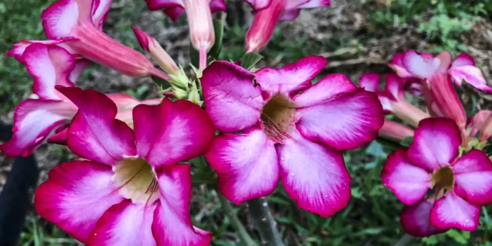 Primavera começa às 21h05 com previsão de calor acima da Primavera começa às 21h05 com previsão de calor acima da média