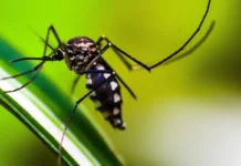 Autoridades de saúde intensificam ações de combate ao Aedes aegypti Autoridades de saúde intensificam ações de combate ao Aedes aegypti