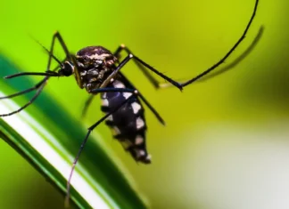 Autoridades de saúde intensificam ações de combate ao Aedes aegypti Autoridades de saúde intensificam ações de combate ao Aedes aegypti