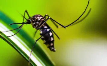Autoridades de saúde intensificam ações de combate ao Aedes aegypti Autoridades de saúde intensificam ações de combate ao Aedes aegypti