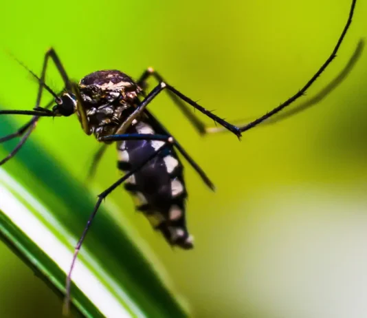 Autoridades de saúde intensificam ações de combate ao Aedes aegypti Autoridades de saúde intensificam ações de combate ao Aedes aegypti