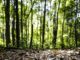 Produção florestal no país alcança recorde de R$ 47,9 bilhões em 2025