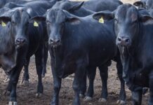 Balança comercial: exportação cresce e país tem superávit de US$ 7,7bi Balança comercial: exportação cresce e país tem superávit de US$ 7,7bi